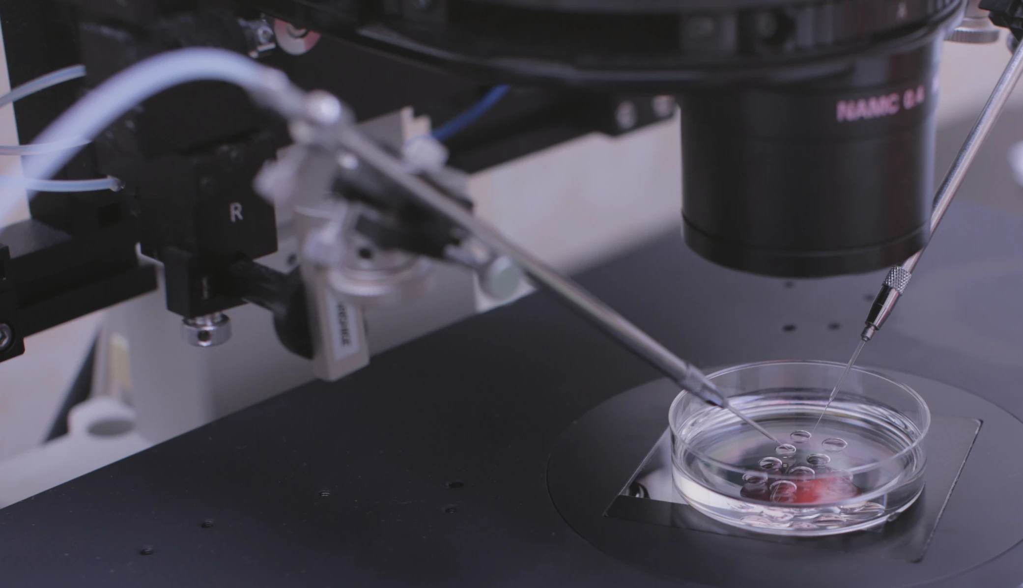 Прием генетика после ПГТ бесплатно