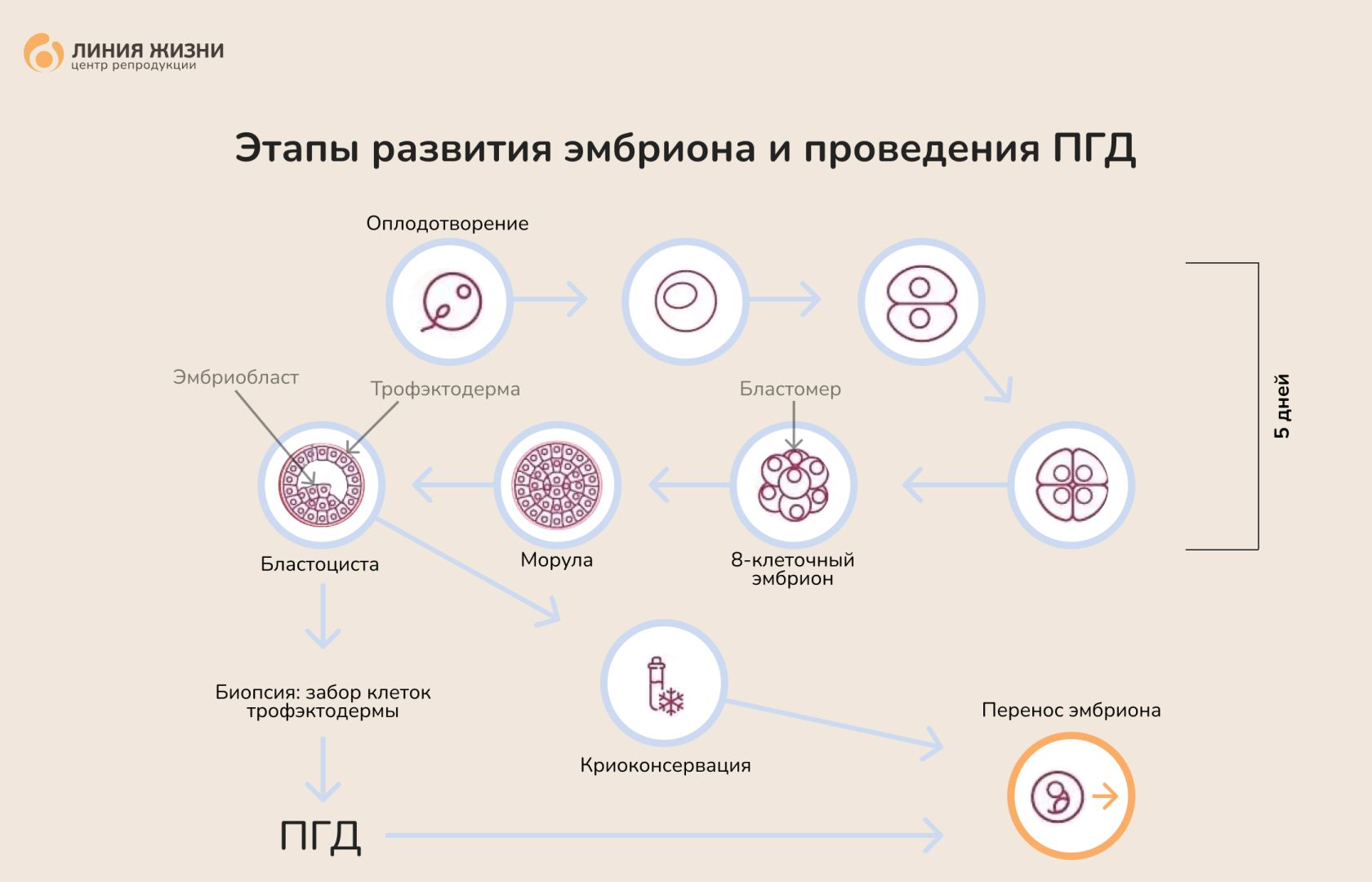 Выкидыш. Что делать после выкидыша?