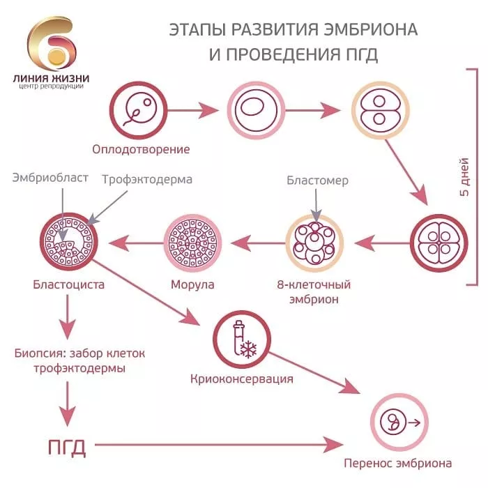 ᐈ Беременность после ЭКО в клинике репродукции ICLINIC в СПб